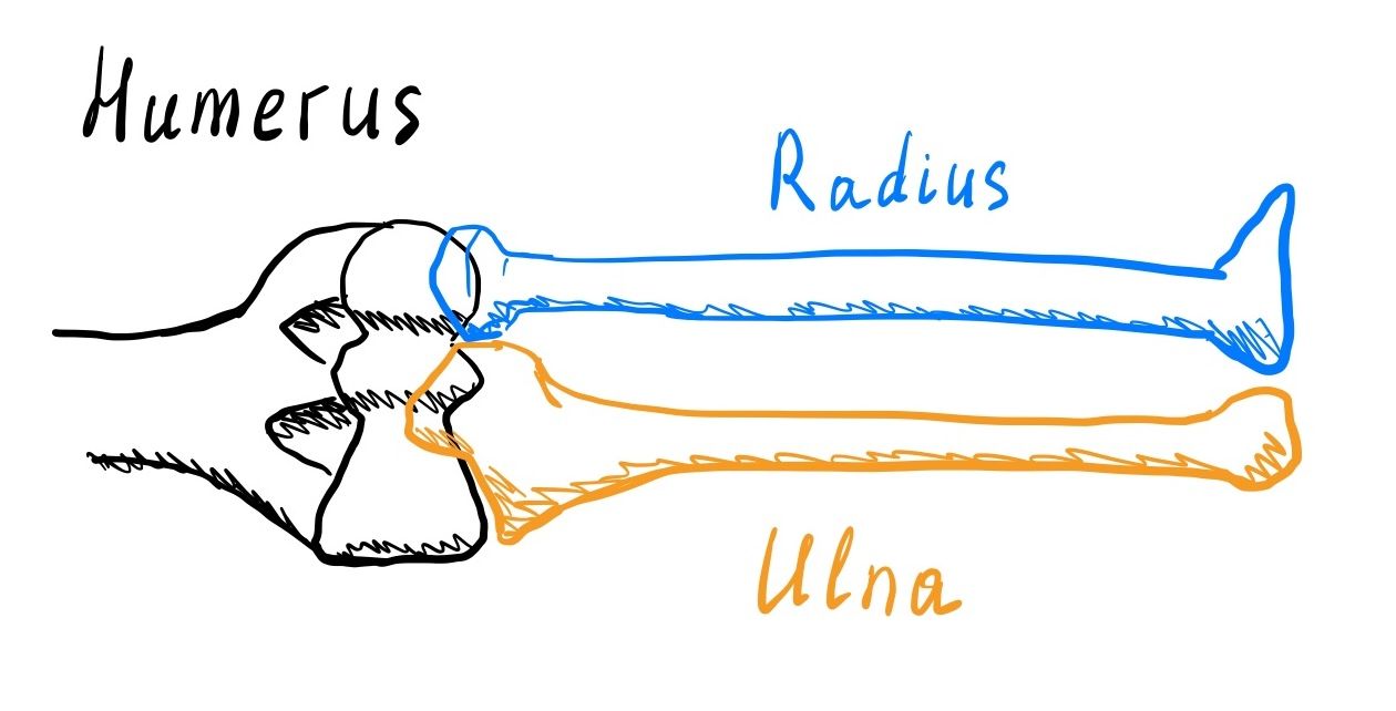 Humerus ulna and radius overview